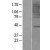 Western Blot: CCR6 Lysate [NBL1-08893] - Western Blot experiments. 
Left-Control; Right -Over-expression Lysate for CCR6